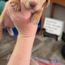 Dachshund Puppies from Maready Dachshunds
