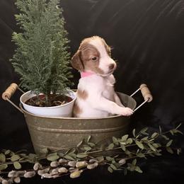 Pink girl-Taylor - Orange and white female Brittany puppy in Chehalis, Washington from Black River Brittany’s