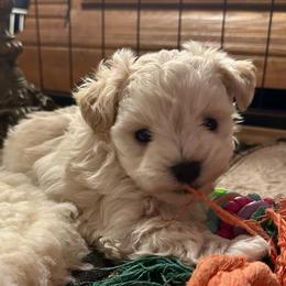 Paxton - Wheaten male Miniature Schnauzer puppy in Newton, Alabama from Grace’s Schnauzers Paradise USA