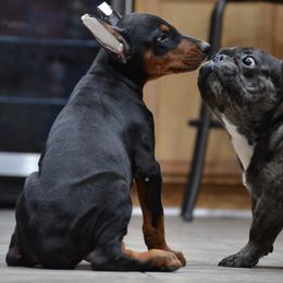 Doberman Pinscher Puppies from Obsidian Kennels