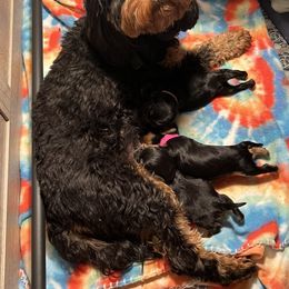 Cavapoos from Parkman’s Puppies