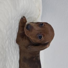 Red dapple - Dapple female Dachshund puppy in West Plains, Missouri from Spring Creek Dachshunds
