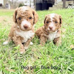 Girl 3 - Red female Cavapoo puppy in Cottondale, Florida from Pat’s precious puppies