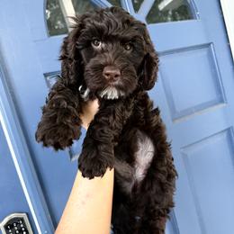 Merlot - Chocolate male Australian Labradoodle puppy in Wesley Chapel, Florida from GWagz
