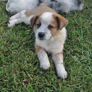 Red Collar - Working Dog Cross puppy in Alabama from Alsup Farms and Cattle Dogs