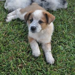 Red Collar - Working Dog Cross puppy in Alabama from Alsup Farms and Cattle Dogs