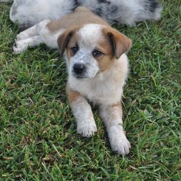 Red Collar - Working Dog Cross puppy in Alabama from Alsup Farms and Cattle Dogs