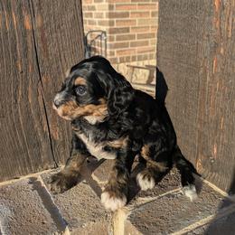 Yellow girl - Tri-color female Bernedoodle puppy in Weatherford, Texas from Donnasdoodlebugs