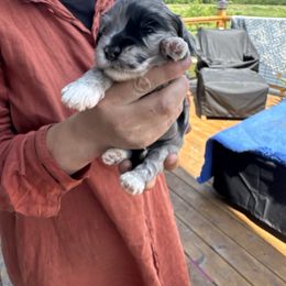 Girl 1 - Blue merle female Australian Cobberdog puppy in Dover Foxcroft, Maine from Faberge Australian Cobberdog
