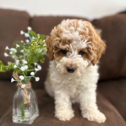 Cookie - Parti female Poodle puppy in Huntington, Utah from Krispydoodle