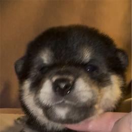 Chiko (meaning, intelligent child) - Black and tan female Shiba Inu puppy in Derby, Kansas from Heart’s Desire Shiba Inus