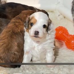 Tom Turkey - Brown and white male Aussiedoodle puppy in Fredonia, Pennsylvania from Drew’s Aussies & Doodles