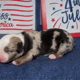 Justice - Blue merle female Miniature Australian Shepherd puppy in Kissee Mills, Missouri from Clinkenbeard Kennel