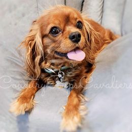 Poppy - Cavalier King Charles Spaniel