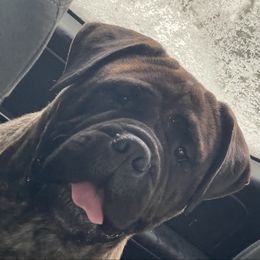 Octavia - Bullmastiff