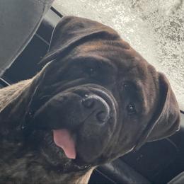 Octavia - Bullmastiff