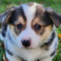 B3 Shadow - Black and tan Pembroke Welsh Corgi puppy in Wichita, Kansas from Low Rider Ranch