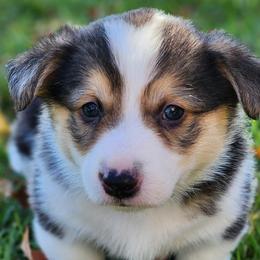 B3 Shadow - Black and tan Pembroke Welsh Corgi puppy in Wichita, Kansas from Low Rider Ranch