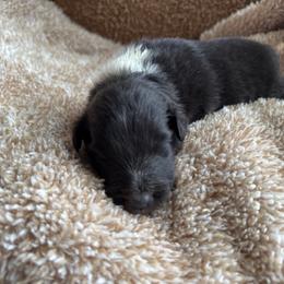 Bi Black Male 2 - Black and white male Shetland Sheepdog puppy in Shirley, Arkansas from Lucky Pups