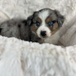 Willow - Blue merle female Miniature American Shepherd puppy in Murray, Utah from Regal Miniature American Shepherds | Regal Miniature Australian Shepherds
