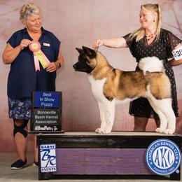 Akita Puppies from SunDevil Akitas