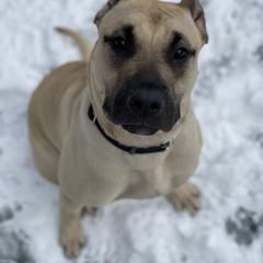 Perro de Presa Canario All Grown Up from Kings Court Kennel