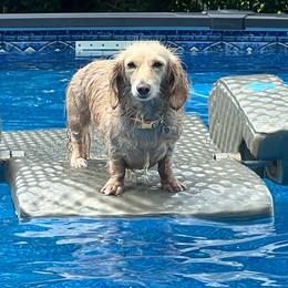 Molly - Dachshund