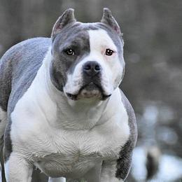 American Bullies from Dark Water Bullies