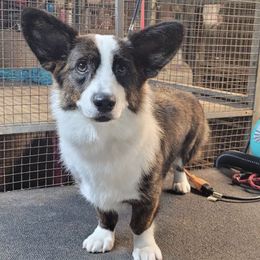 Cardigan Welsh Corgis and German Shepherds from Windmill GSD and Cardigan Welsh Corgis