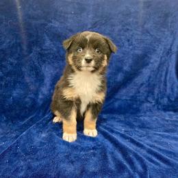 Tina - Black tri-color female Australian Shepherd puppy in Collinston, Utah from Corbridge Aussies