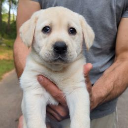 Aster (red collar) - Yellow Labrador Retriever puppy in Lithonia, Georgia from Marmolejos Labs