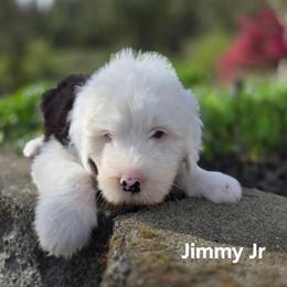 Jimmy Jr - Gray and white male Old English Sheepdog puppy in Sutherlin, Oregon from Sapphire Eyes Sheepdogs