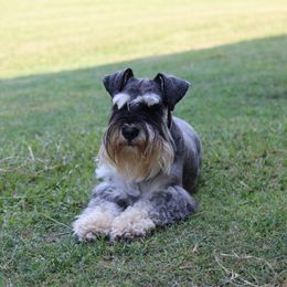 Brock's Miniature Schnauzer - Black male Miniature Schnauzer puppy in Greensburg, Louisiana from Brock’s  Miniature Schnauzers