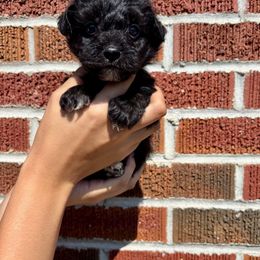 Rocket - Black male Yorkipoo puppy in Murphy, North Carolina from Christina’s Puppy Utopia