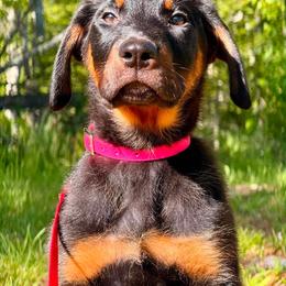 Available female - Black and rust female Beauceron puppy in Patten, Maine from Beaucerons De La Valle Katahdin