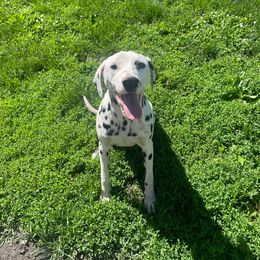 Chestnut - White and black Dalmatian puppy in Clinton, Missouri from Dalmatia BnB