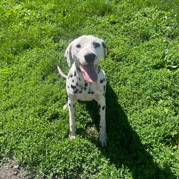 Chestnut - White and black Dalmatian puppy in Clinton, Missouri from Dalmatia BnB
