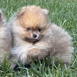 Pearl - Wolf sable female Pomeranian puppy in Ladera Ranch, California from Tinkerpoms