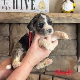 Rhett - Merle male Goldendoodle puppy in Sanderson, Florida from Serenity Goldendoodles