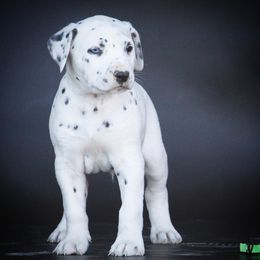 Jumba - White and black male Dalmatian puppy in Cottage Grove, Oregon from Hidden Hills Dalmatians
