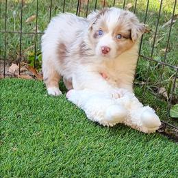 Simmering Hot aka Fire - Red merle male Australian Shepherd puppy in Sparta, Tennessee from SugarWood Australian Shepherds
