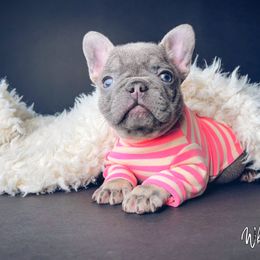 French Bulldog Puppies from Whatabulldog