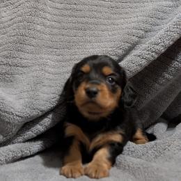 Black Eyed Pea - Black and tan male Dachshund puppy in Spring Hope, North Carolina from Hogan’s Lowrider Hounds