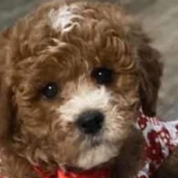 Bernedoodles and Goldendoodles from Pecks Oodle Doodles