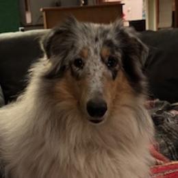 Elsa - Collie