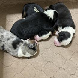 Miniature Australian Shepherd Puppies from Mill Creek Miniature Australian Shepherd