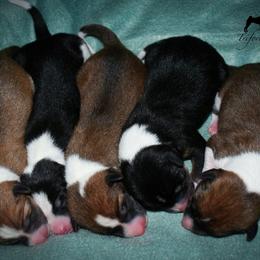 Basenji Puppies from Triforce Basenjis