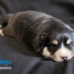 Inigo - Tri-color male Pomsky puppy in Winston, Oregon from Arctic Tails Spitz