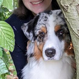 Australian Shepherds and Boston Terriers from PrimaShowDogs