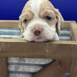 Mickey - Red and white male Cocker Spaniel puppy in Oklahoma City, Oklahoma from BRX Country Cockers LLC